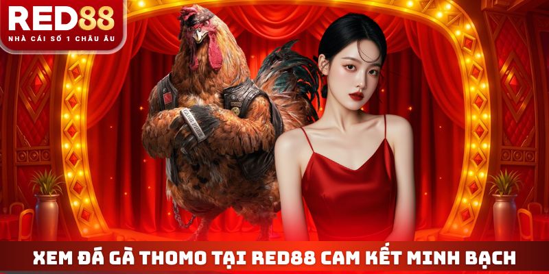 Xem đá gà Thomo tại RED88 cam kết minh bạch