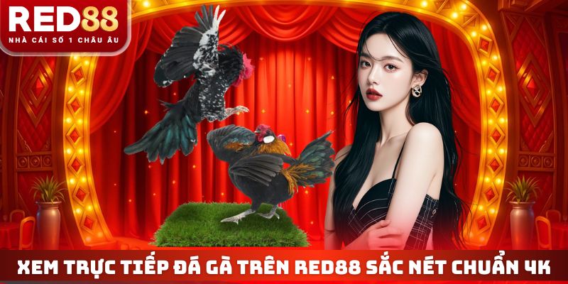 Xem trực tiếp đá gà trên RED88 sắc nét chuẩn 4K